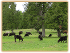 Our Herd