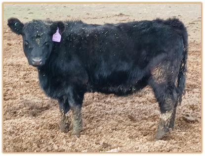 4N12 Lazy G Lucinda 5G18 4N12