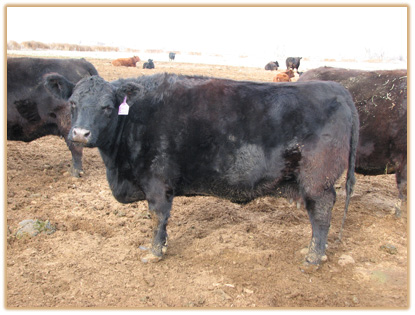 5H12 Lazy G Tara U4 5H12