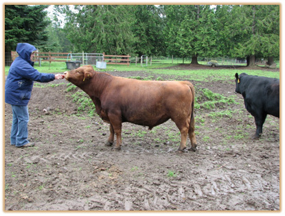 6A12 Lazy G Solid Gold Thumbnail