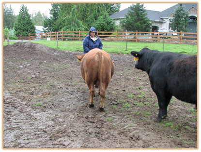 6A12 Lazy G Solid Gold Thumbnail