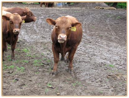 6A12 Lazy G Solid Gold Thumbnail