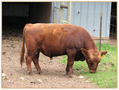 7A36 Lazy G Golden Boy Thumbnail