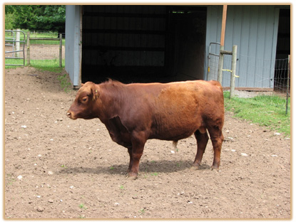 7A36 Lazy G Golden Boy Thumbnail