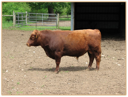 7A36 Lazy G Golden Boy