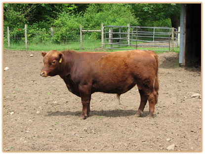 7A36 Lazy G Golden Boy Thumbnail