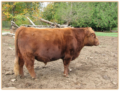 6A16 Lazy G Gold Class Thumbnail