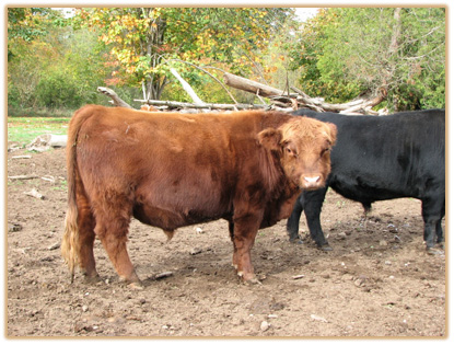 6A16 Lazy G Gold Class Thumbnail