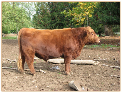 6A16 Lazy G Gold Class