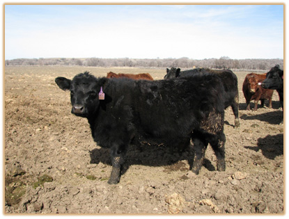 4M30 Lazy G Vanetta 4G7 4M30