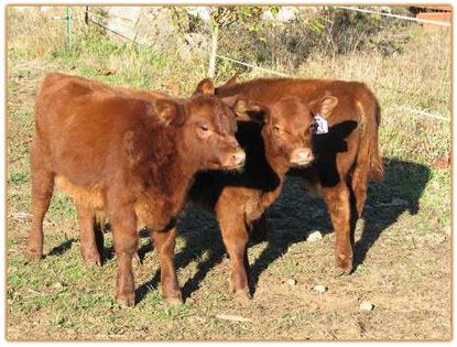 Red Genetics Thumbnail