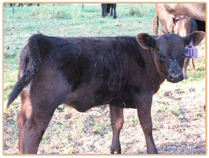 2009 Heifers Thumbnail