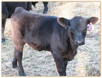 2009 Heifers Thumbnail
