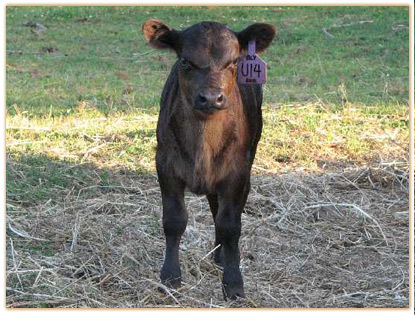 2009 Heifers Thumbnail