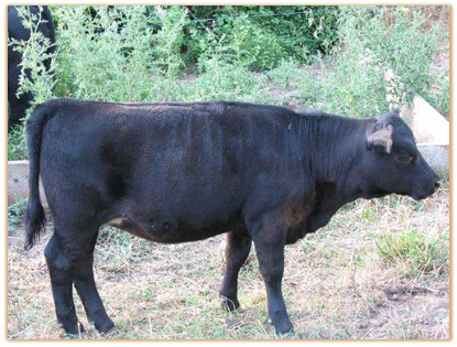 2009 Heifers Thumbnail
