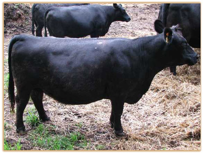 Murrumbong Annabel