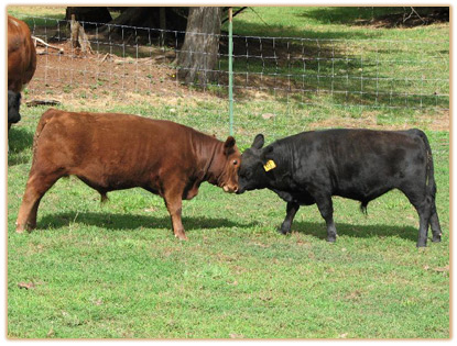 2009 Bulls Thumbnail