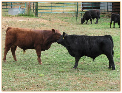 2009 Bulls