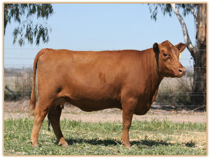 Murrumbong LGL Red Tulip